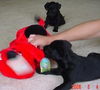 Lab/Boxer Pups (3-male; 3-female)