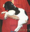 Trixie - Boxer/Lab Puppy