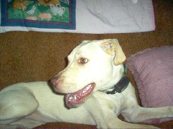 Hazel: a real people-lovin' dog