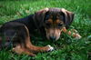 Brutus