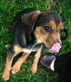 Brutus