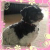 Harley-Shih Tzu
