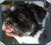 Harley-Shih Tzu