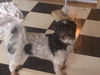 Harley-Shih Tzu