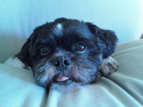 Harley-Shih Tzu