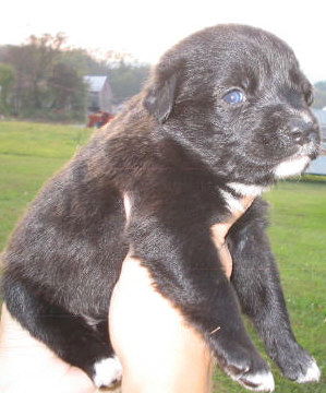 Maggie
