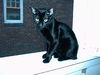 Ms. Licorice - Sleek, sweet and playful!