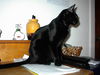 Ms. Licorice - Sleek, sweet and playful!