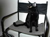 Ms. Licorice - Sleek, sweet and playful!