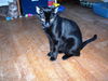 Ms. Licorice - Sleek, sweet and playful!