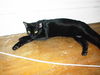 Ms. Licorice - Sleek, sweet and playful!