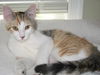 Autumn-Lovable Turkish Van Mix