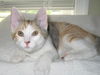 Autumn-Lovable Turkish Van Mix
