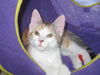 Autumn-Lovable Turkish Van Mix