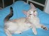 Benson-Beautiful Blue Eyes