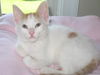 Cara-Adorable Turkish Van Mix