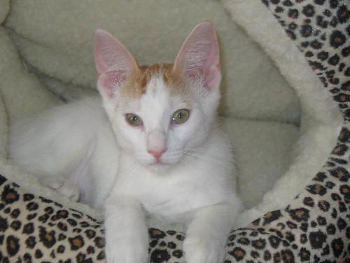 Cara-Adorable Turkish Van Mix
