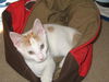 Cara-Adorable Turkish Van Mix