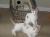 Cara-Adorable Turkish Van Mix