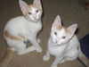 Cara-Adorable Turkish Van Mix
