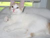 Carabella-Playful Turkish Van Mix