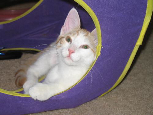Carabella-Playful Turkish Van Mix