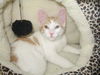 Carabella-Playful Turkish Van Mix