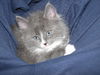 Jack