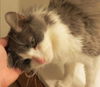 Cassidy - Declawed and Affectionate