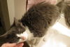 Cassidy - Declawed and Affectionate