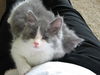 Cassidy - Declawed and Affectionate