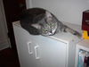 Lexi - Declawed Lap Sitter!