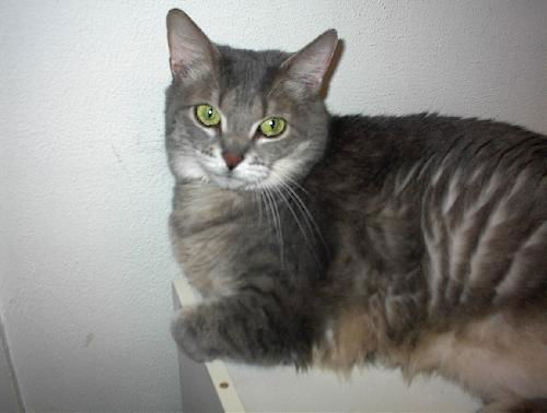 Lexi - Declawed Lap Sitter!