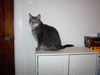 Lexi - Declawed Lap Sitter!
