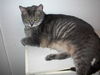 Lexi - Declawed Lap Sitter!
