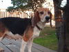 Dixie (dog)
