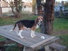 Dixie (dog)