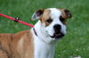 Washington - Loving & Playful Boxer Mix