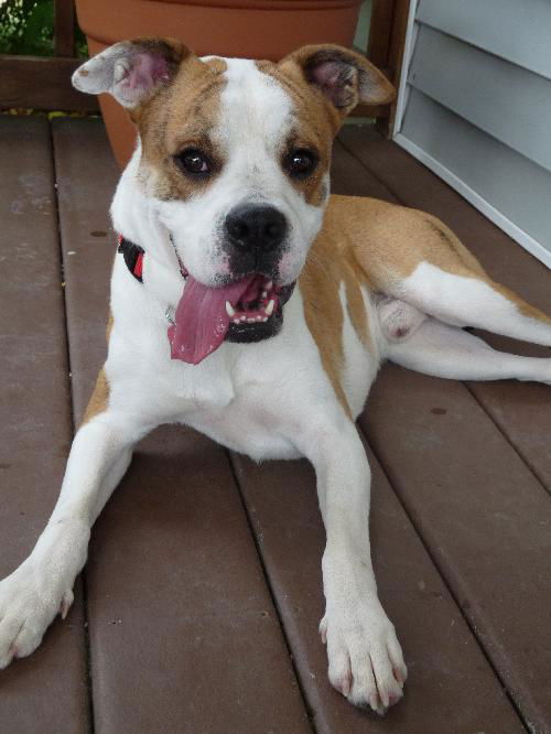 Washington - Loving & Playful Boxer Mix