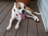 Washington - Loving & Playful Boxer Mix