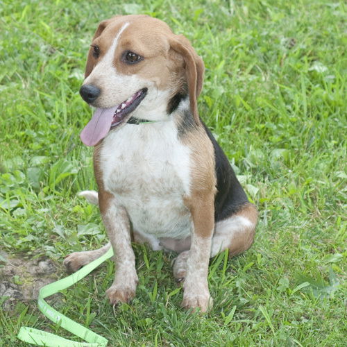 Baby - Beagle