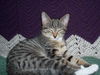 Gidget