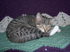 Gidget