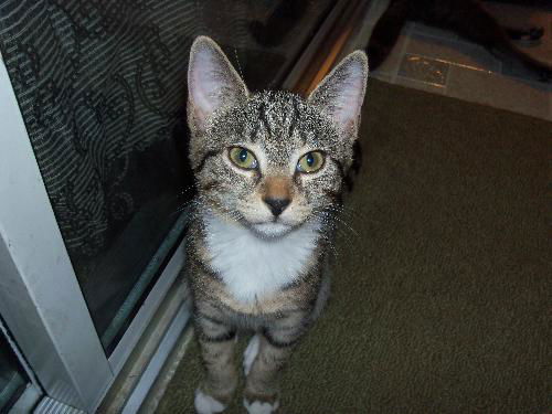 Gidget
