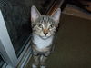 Gidget