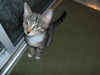 Gidget