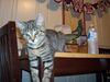 Gracie the kitten