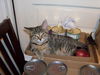Gracie the kitten