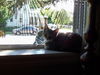 Gracie the kitten