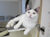 Daisey-Come see me at Petco(Harrisburg)